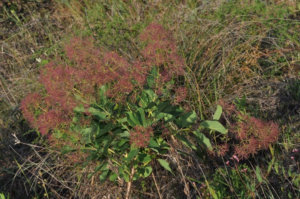 Cotinus coggygria