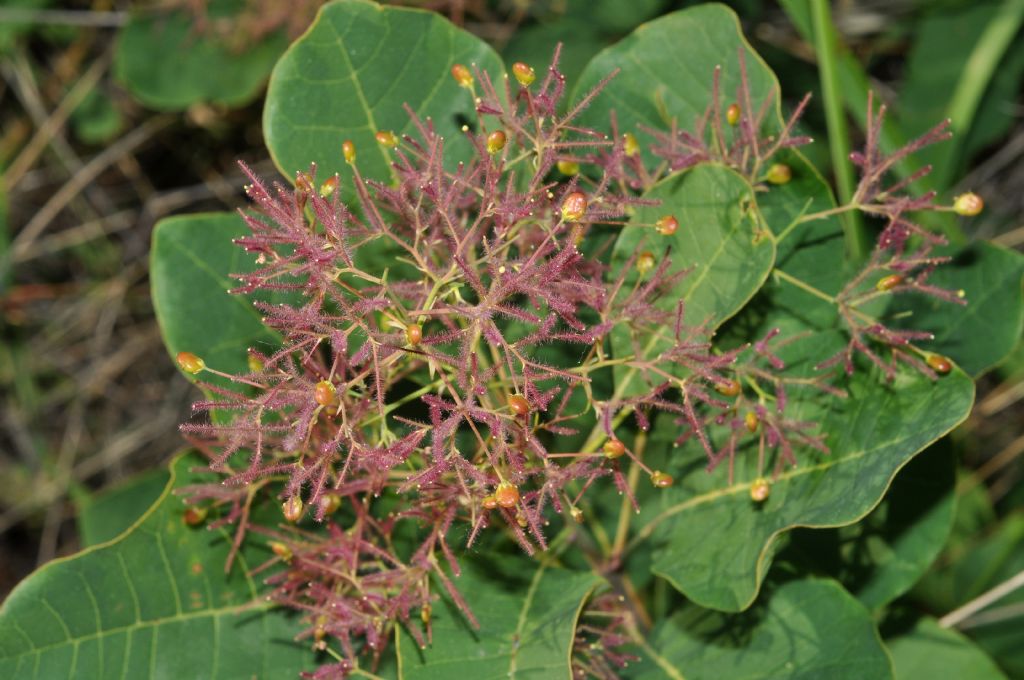Cotinus coggygria