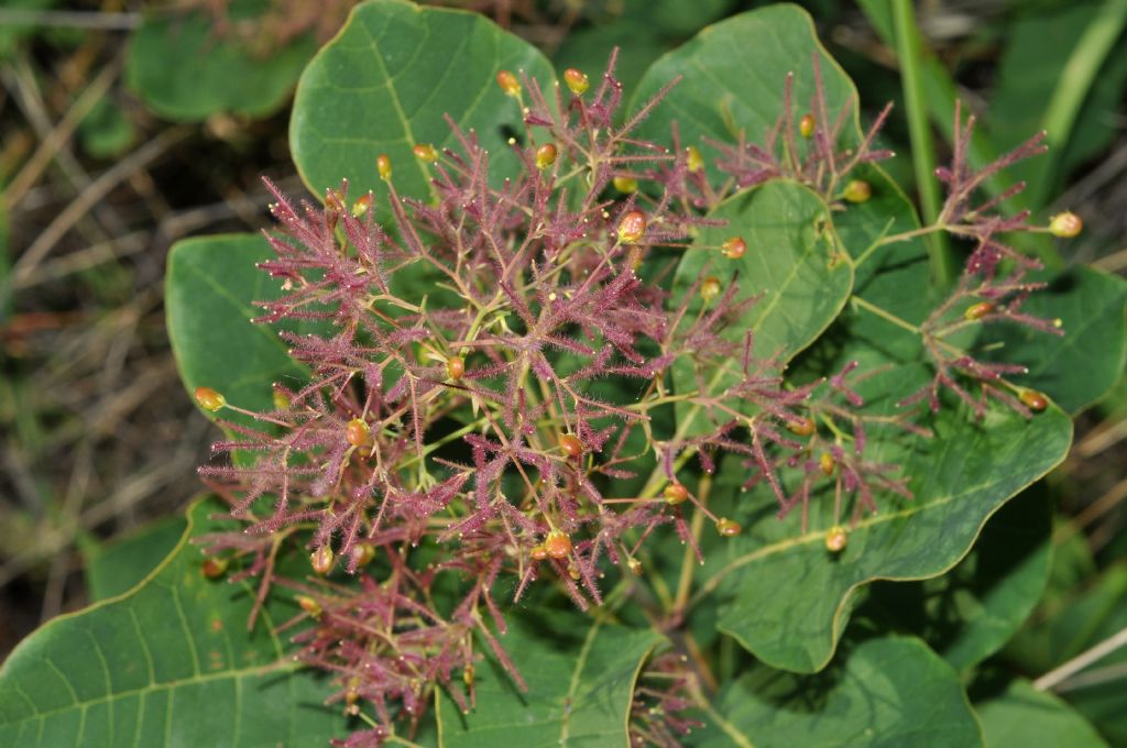 Cotinus coggygria