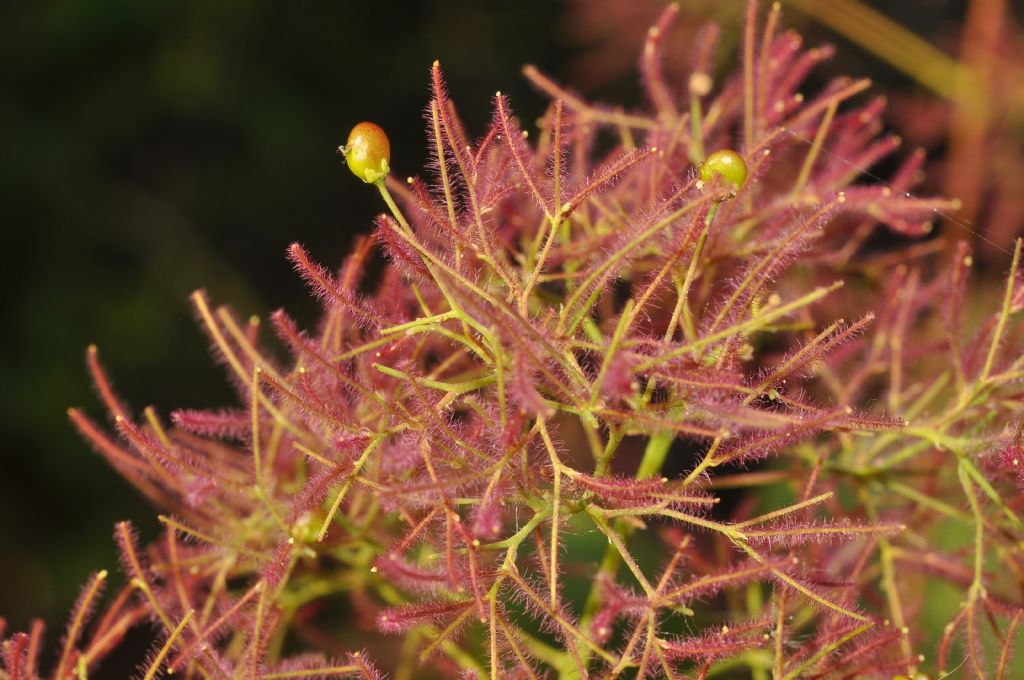 Cotinus coggygria