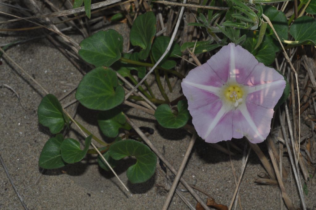 Convolvulus soldanella (=Calystegia soldanella) / Soldanella di mare