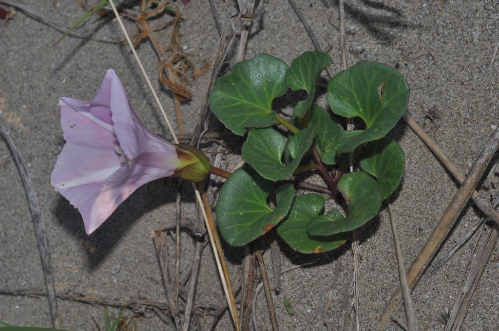 Convolvulus soldanella (=Calystegia soldanella) / Soldanella di mare