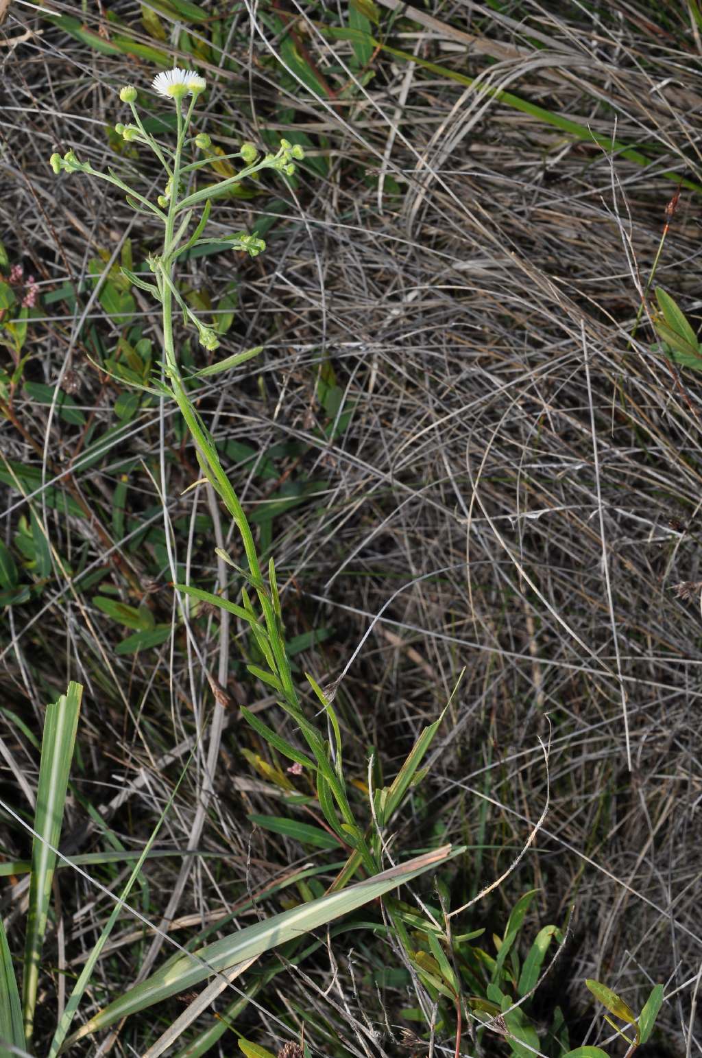 Erigeron annuus