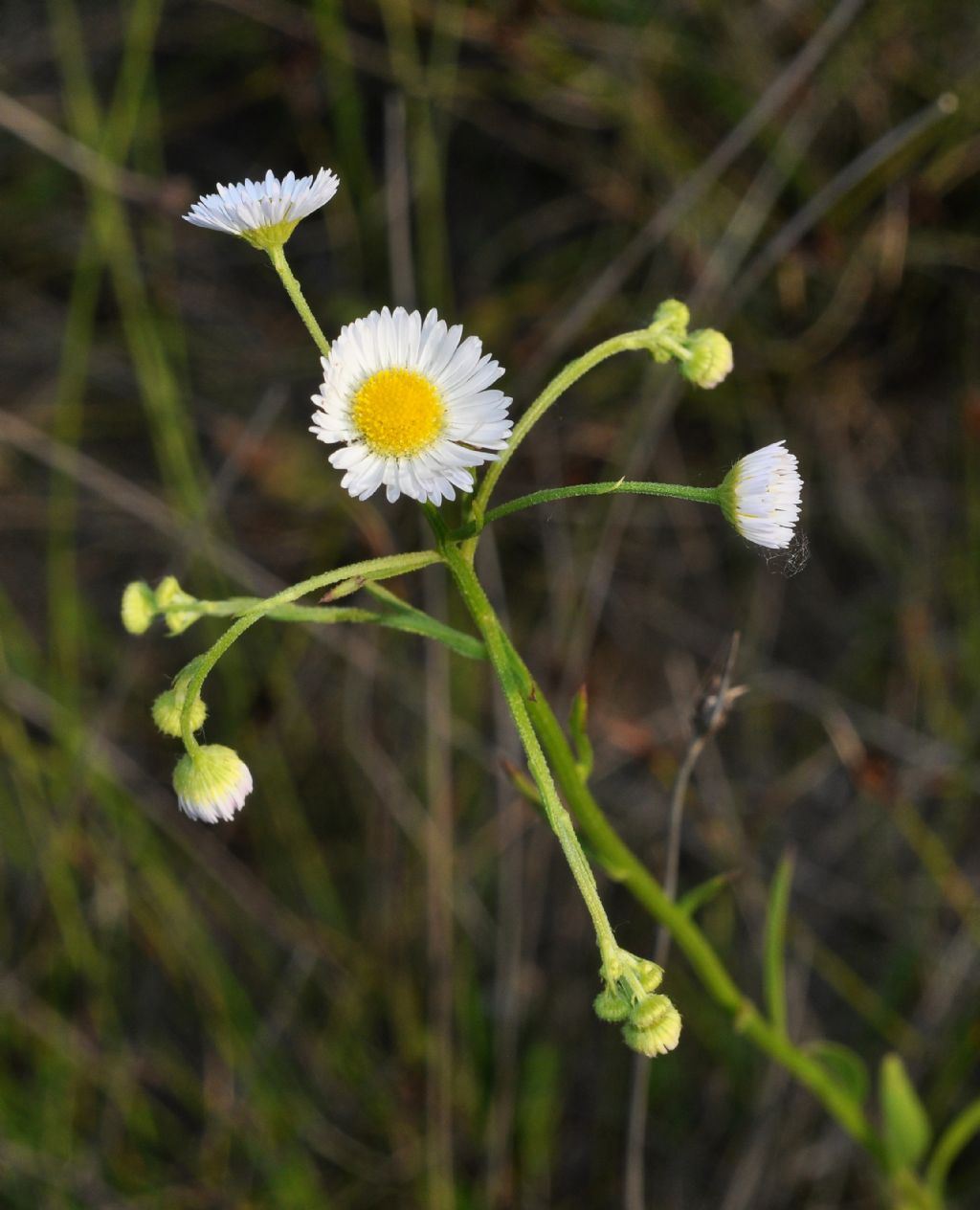 Erigeron annuus