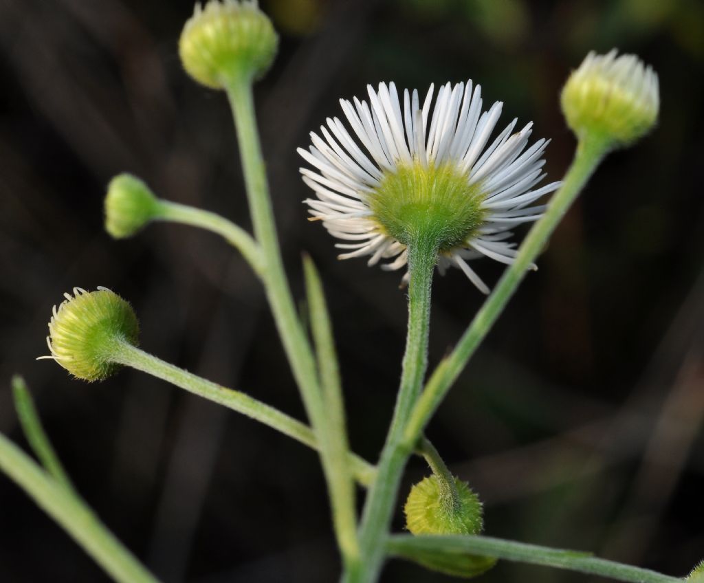 Erigeron annuus