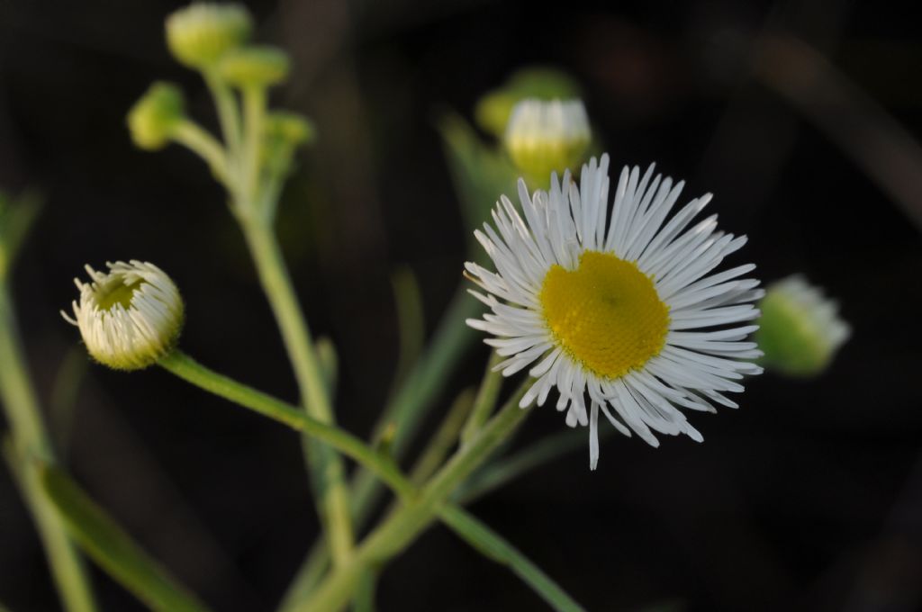 Erigeron annuus