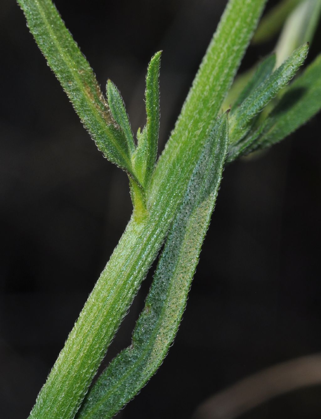 Erigeron annuus