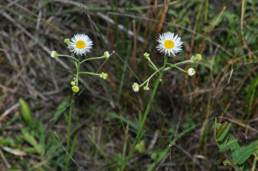 Erigeron annuus