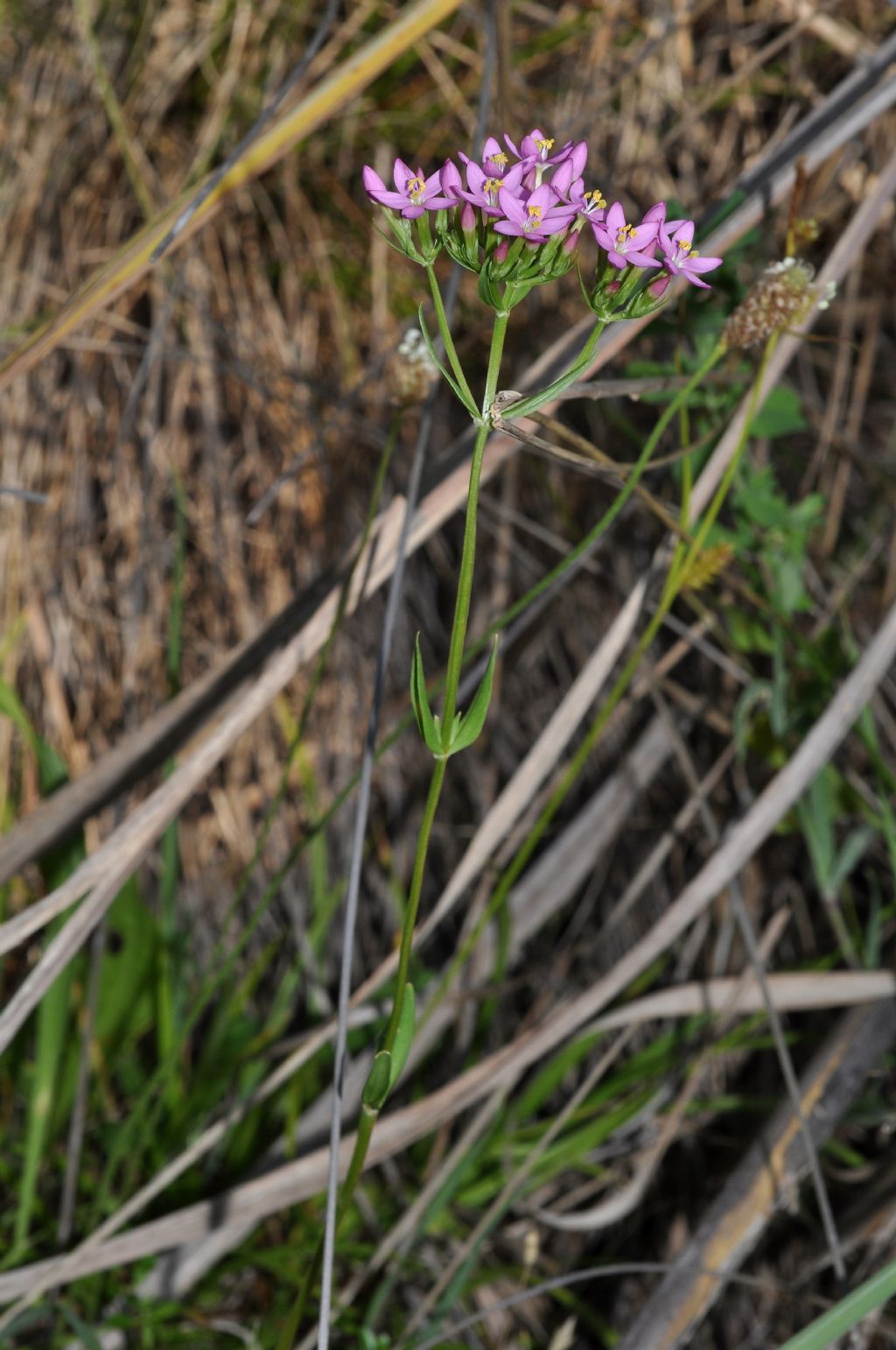 Centaurium erythraea