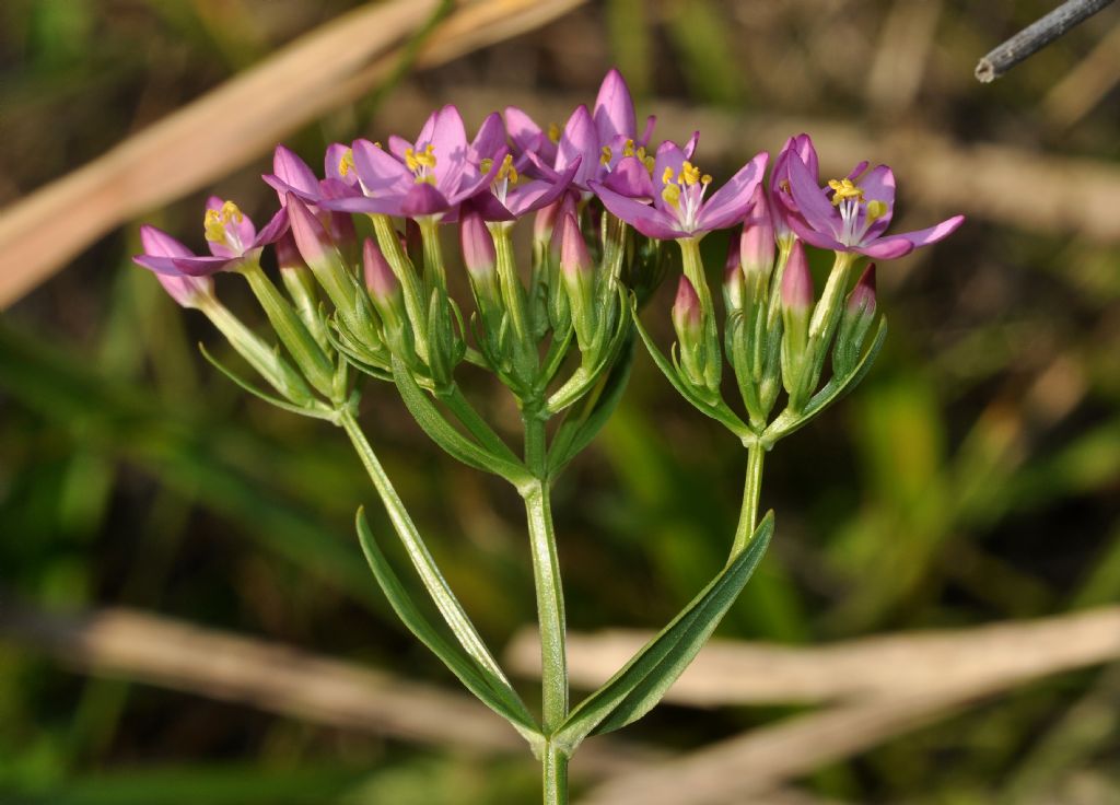 Centaurium erythraea