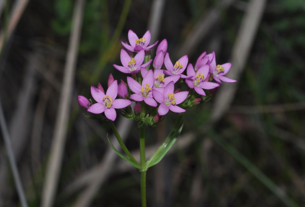 Centaurium erythraea