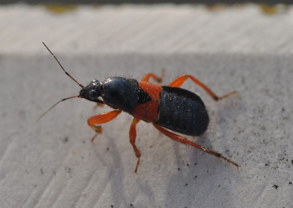 ninfa di Reduviidae?  No, adulto di  Prostemma guttula (Nabidae)