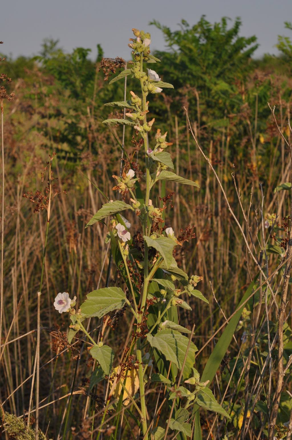 Althaea officinalis / Altea comune