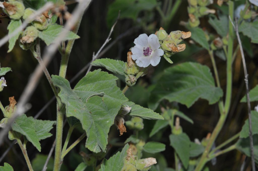 Althaea officinalis / Altea comune