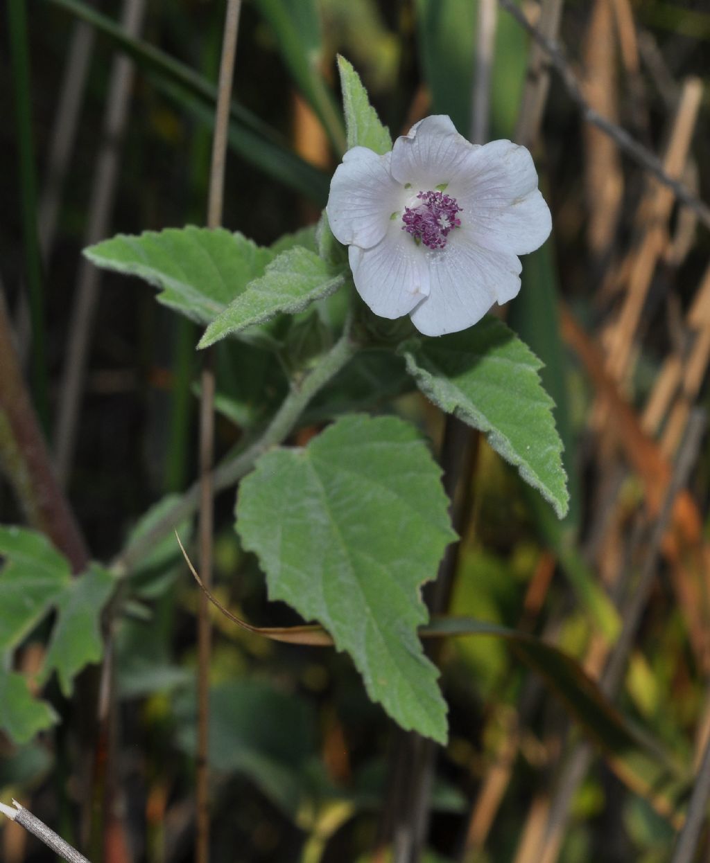 Althaea officinalis / Altea comune