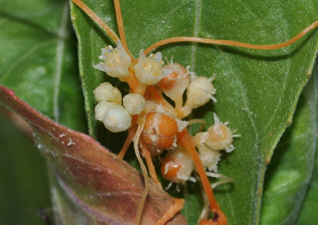 Cuscuta campestris / Cuscuta ungherese