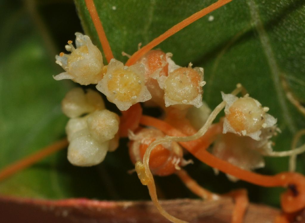 Cuscuta campestris / Cuscuta ungherese