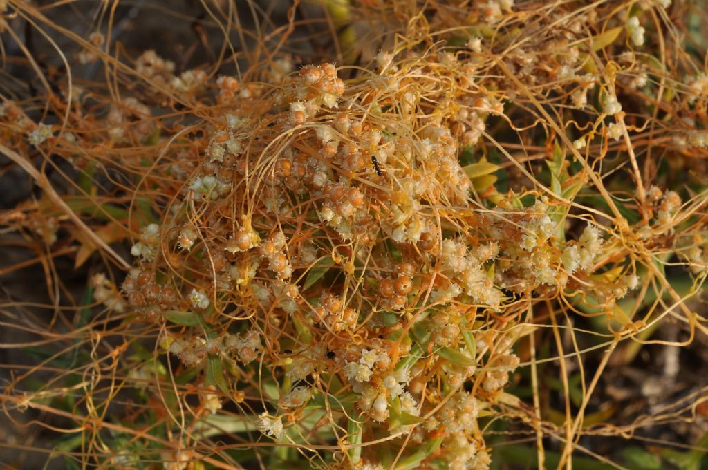 Cuscuta campestris / Cuscuta ungherese