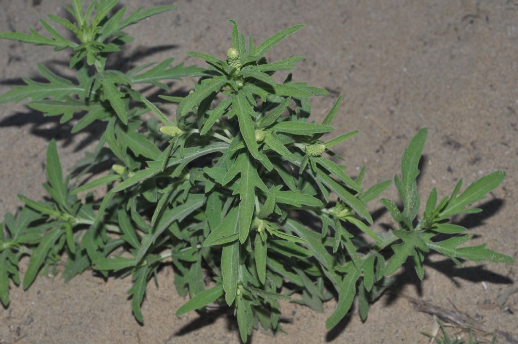 Asteraceae: Ambrosia psilostachya e, forse, A. maritima