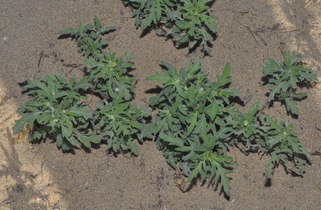 Asteraceae: Ambrosia psilostachya e, forse, A. maritima