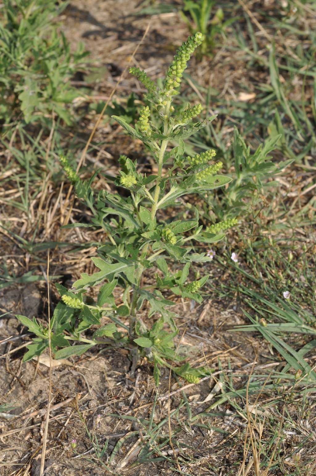 Asteraceae: Ambrosia psilostachya e, forse, A. maritima