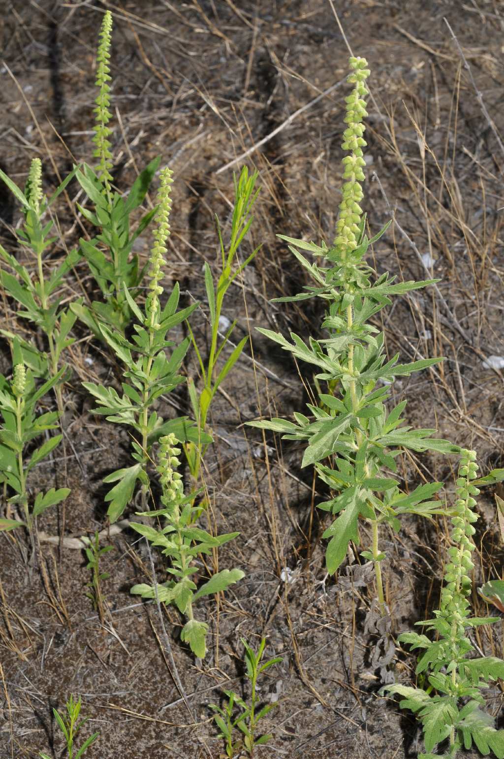 Asteraceae: Ambrosia psilostachya e, forse, A. maritima