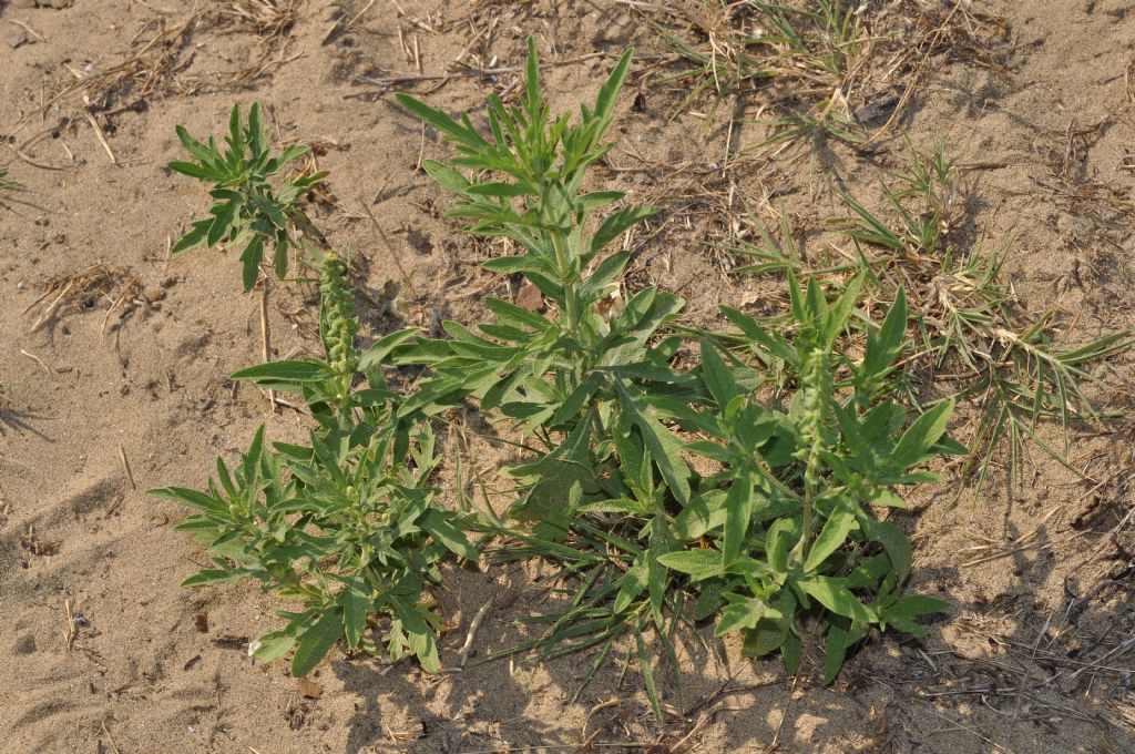 Asteraceae: Ambrosia psilostachya e, forse, A. maritima