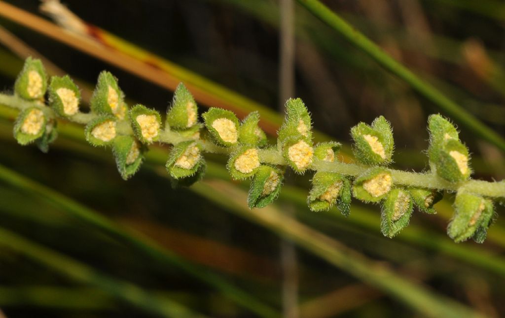 Asteraceae: Ambrosia psilostachya e, forse, A. maritima