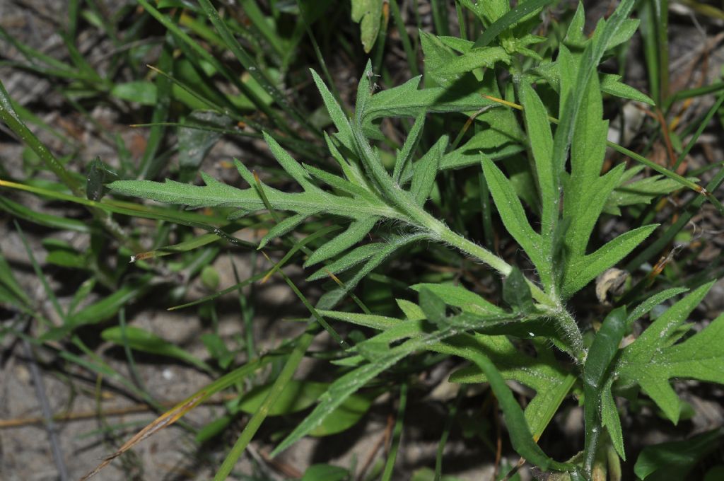 Asterales: Ambrosia da id...(2)