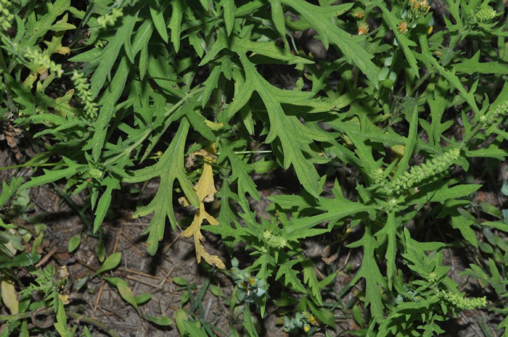 Asterales: Ambrosia da id...(2)