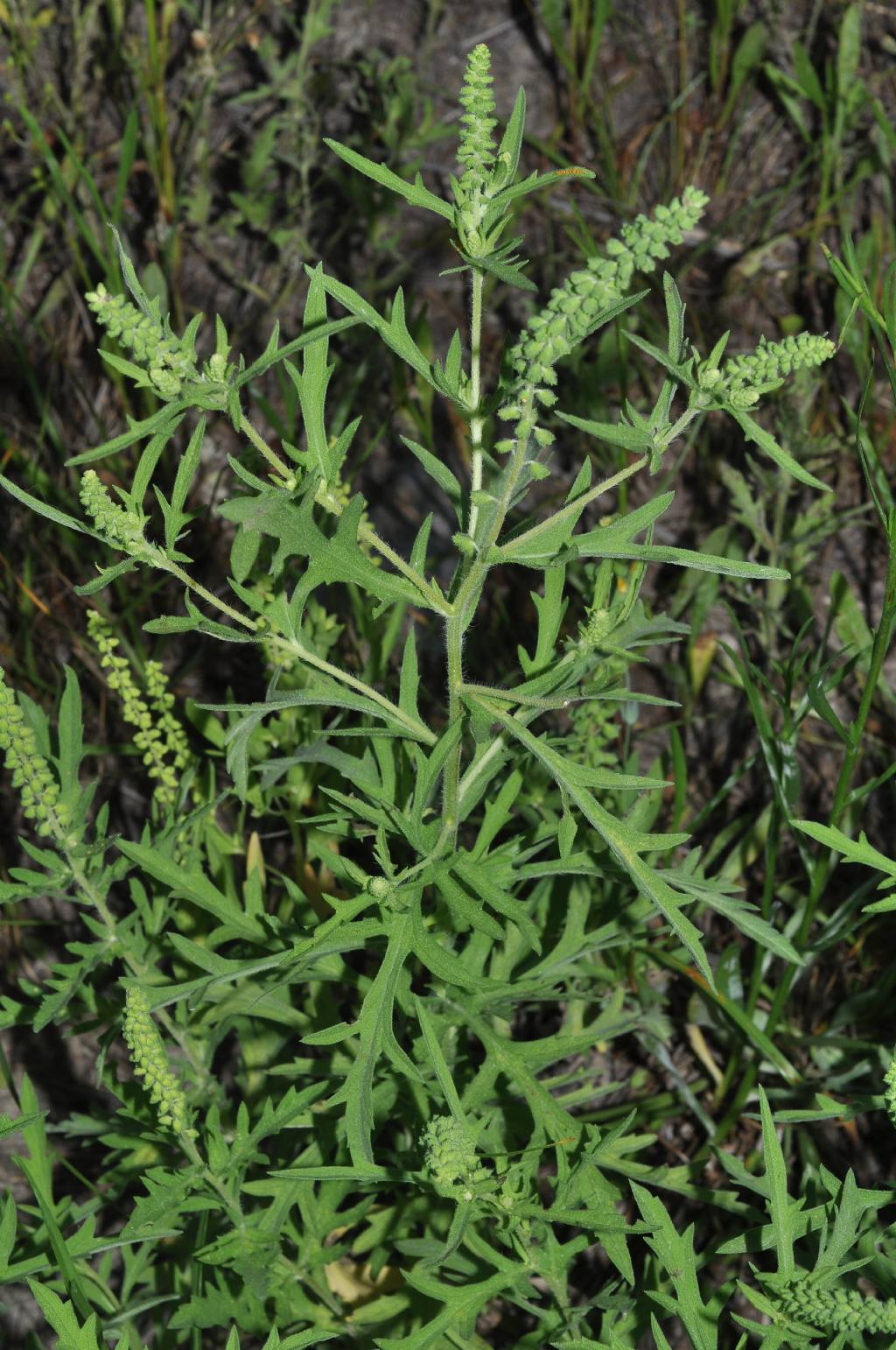 Asterales: Ambrosia da id...(2)