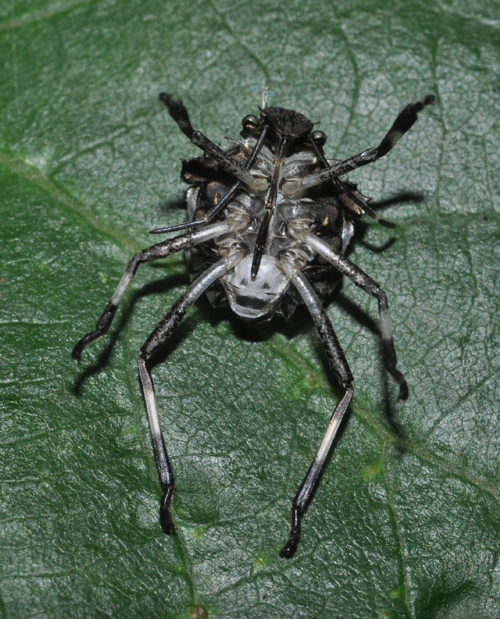 Halyomorpha halys (Pentatomidae)  che sta abbandonando l''esuvia