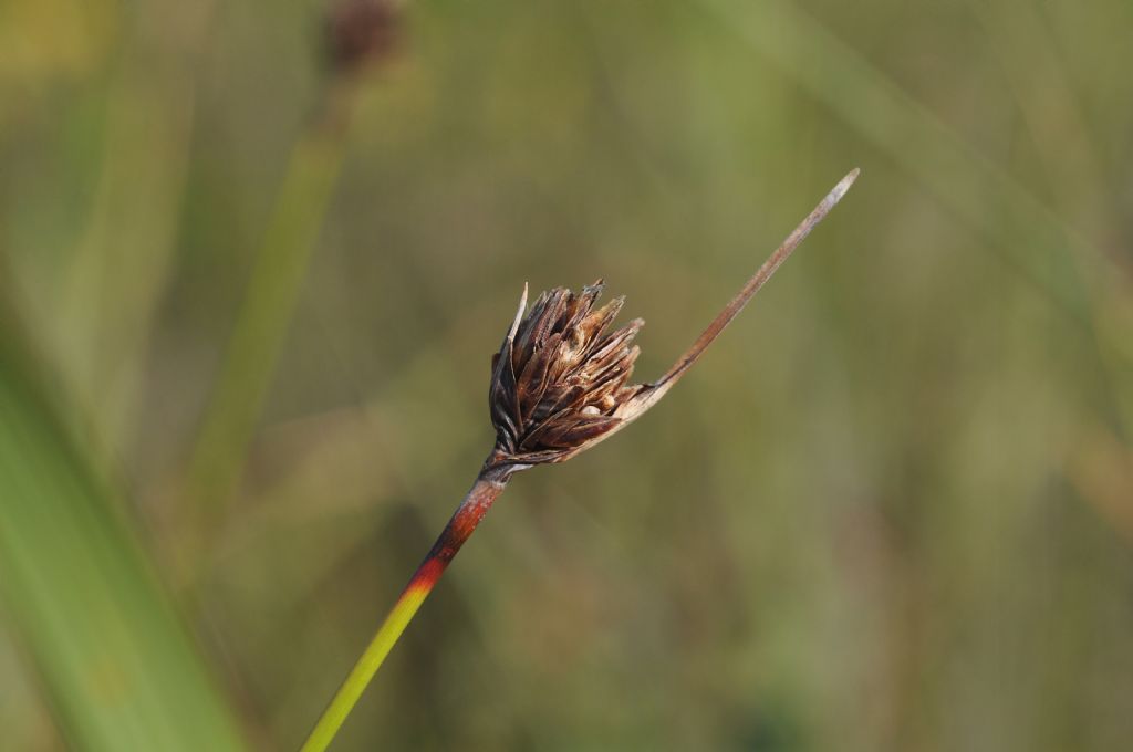 pianta da id...Schoenus nigricans
