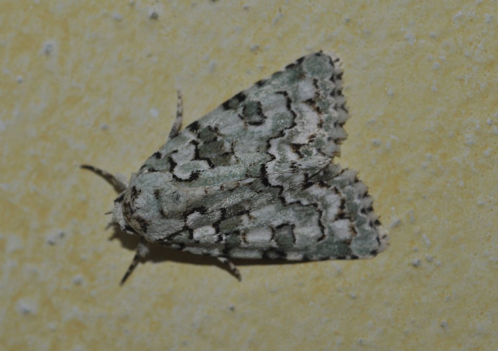 Noctuidae da id - Nyctobrya (Bryopsis) muralis