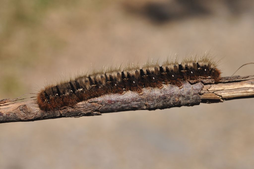 bruco(ne) da id... Lasiocampa (Lasiocampa) quercus, Lasiocampidae