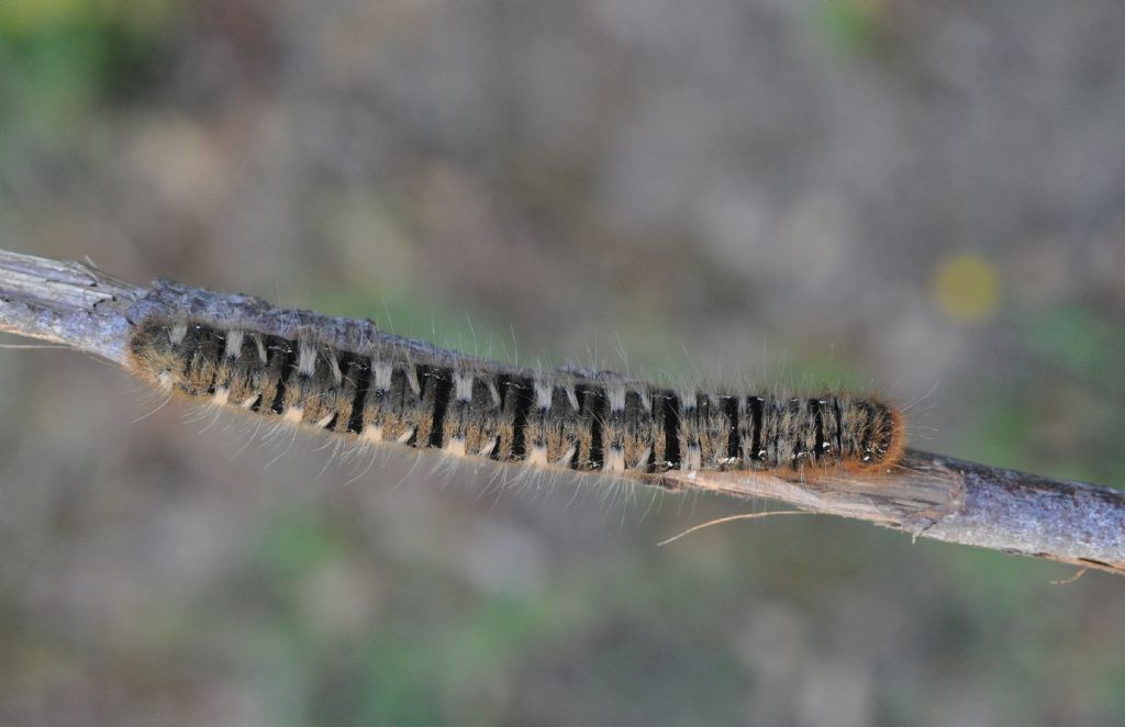 bruco(ne) da id... Lasiocampa (Lasiocampa) quercus, Lasiocampidae