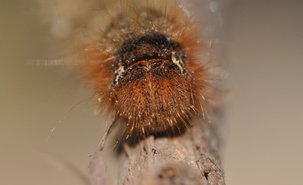bruco(ne) da id... Lasiocampa (Lasiocampa) quercus, Lasiocampidae
