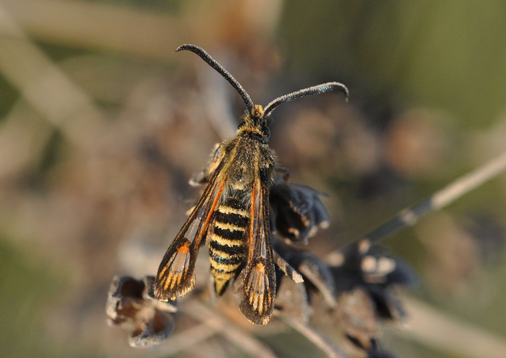 Sesiidae da id...