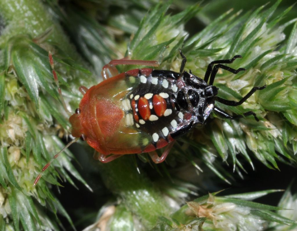 Halyomorpha halys (Pentatomidae)  che sta abbandonando l''esuvia