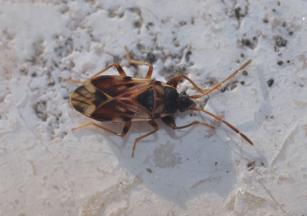 Lygaeidae: Scolopostethus pictus