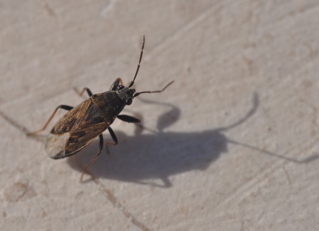 Lygaeidae: Peritrechus gracilicornis