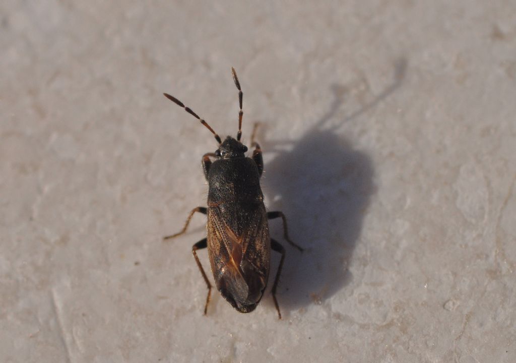 Lygaeidae: Megalonotus sabulicola