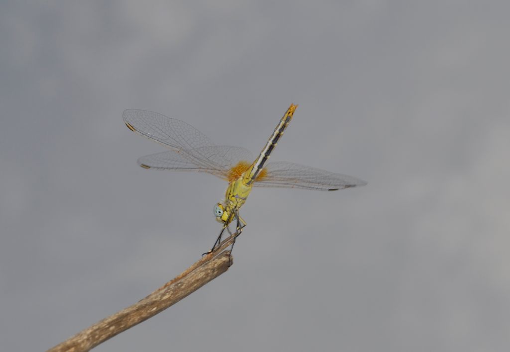 Sympetrum fonscolombii, femmina