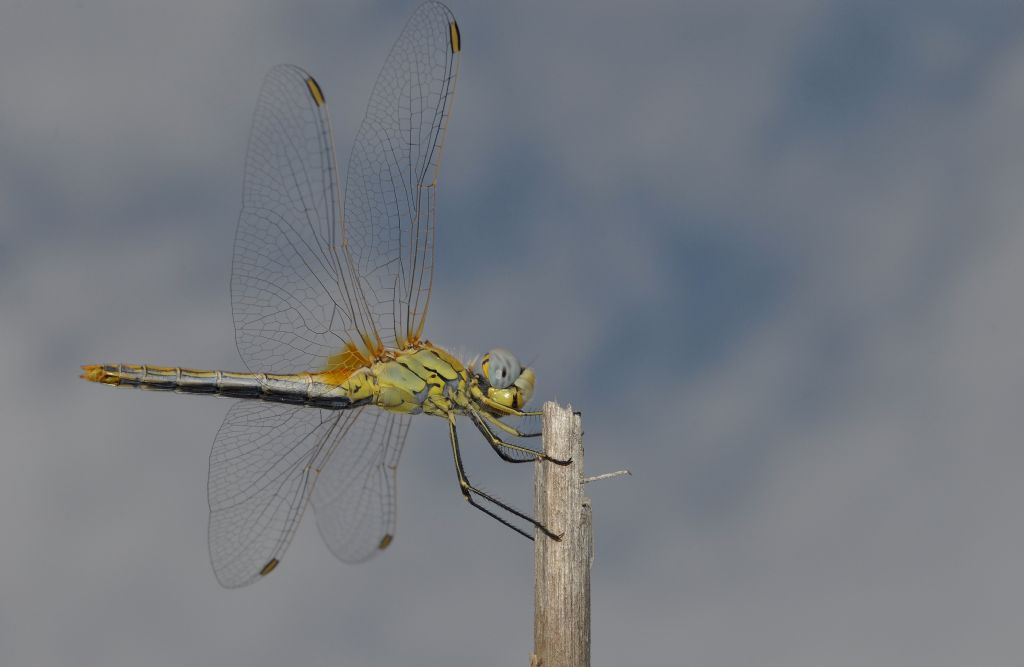 Sympetrum fonscolombii, femmina