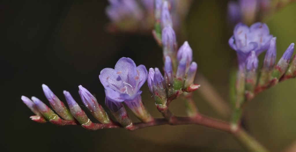 da identificare - Limonium sp.