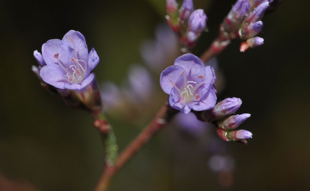 da identificare - Limonium sp.