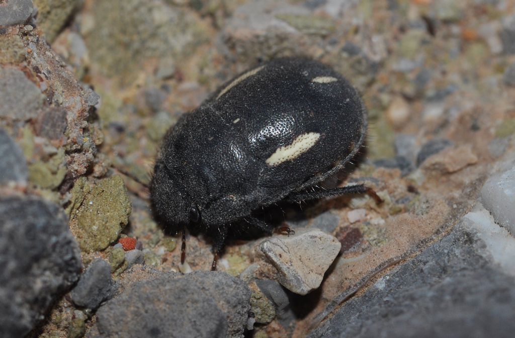 Scutelleridae: Odontoscelis byrrhus