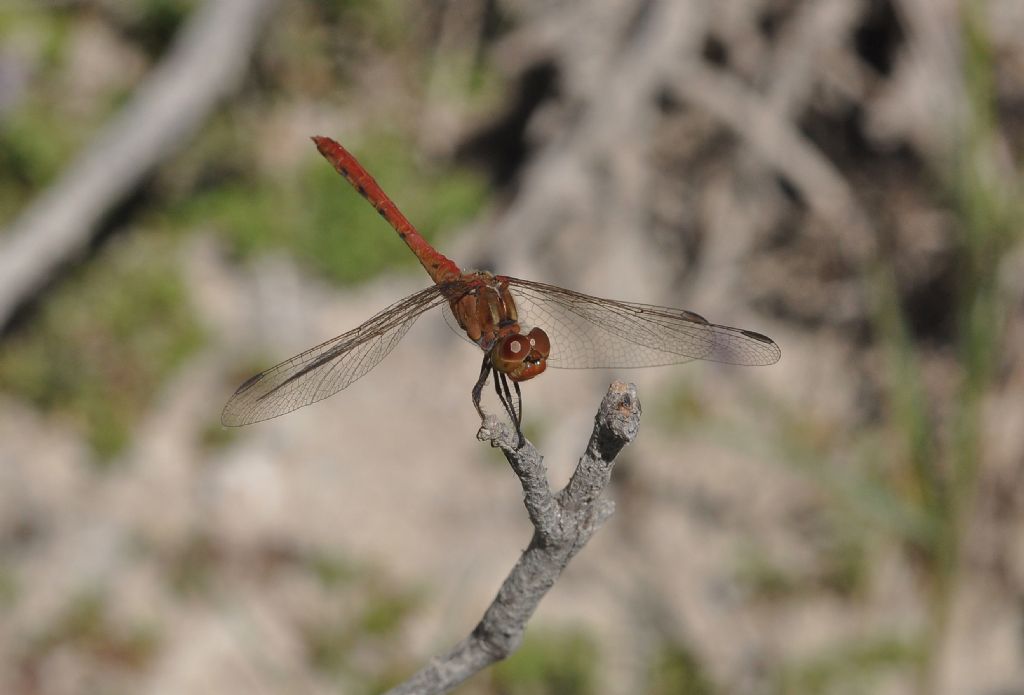 Sympetrum da id...