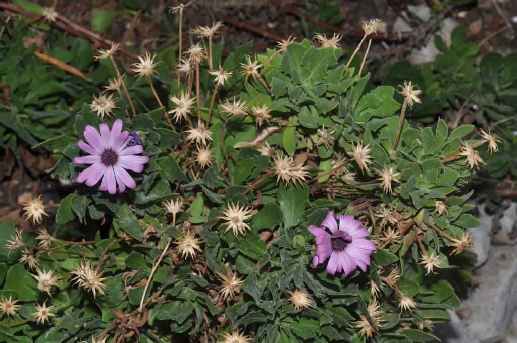 Osteospermum ecklonis (Asteraceae)