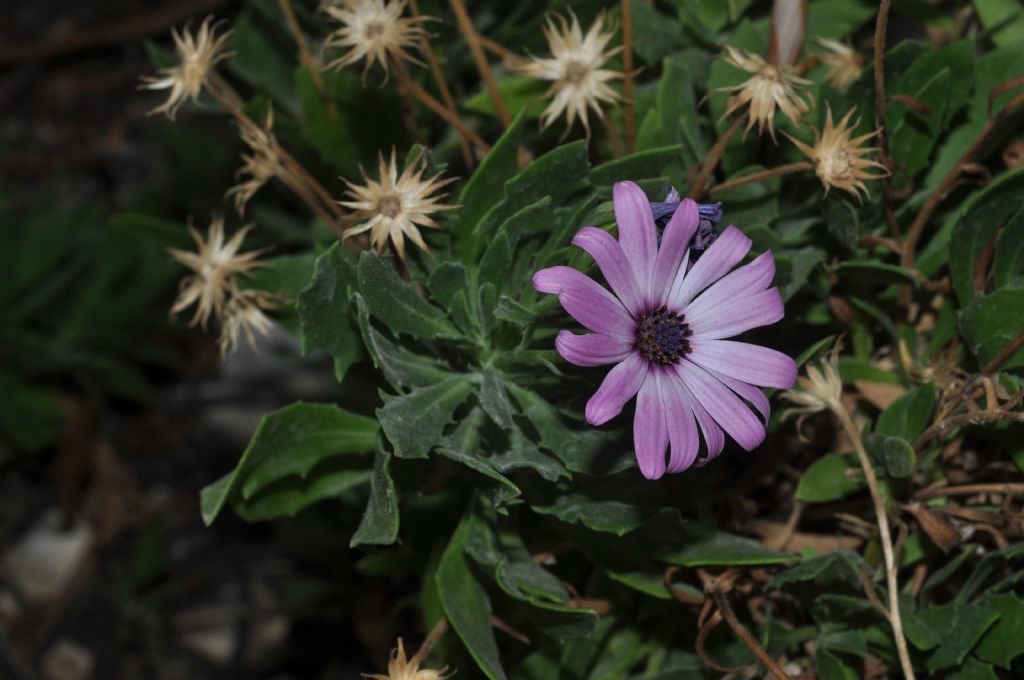 Osteospermum ecklonis (Asteraceae)
